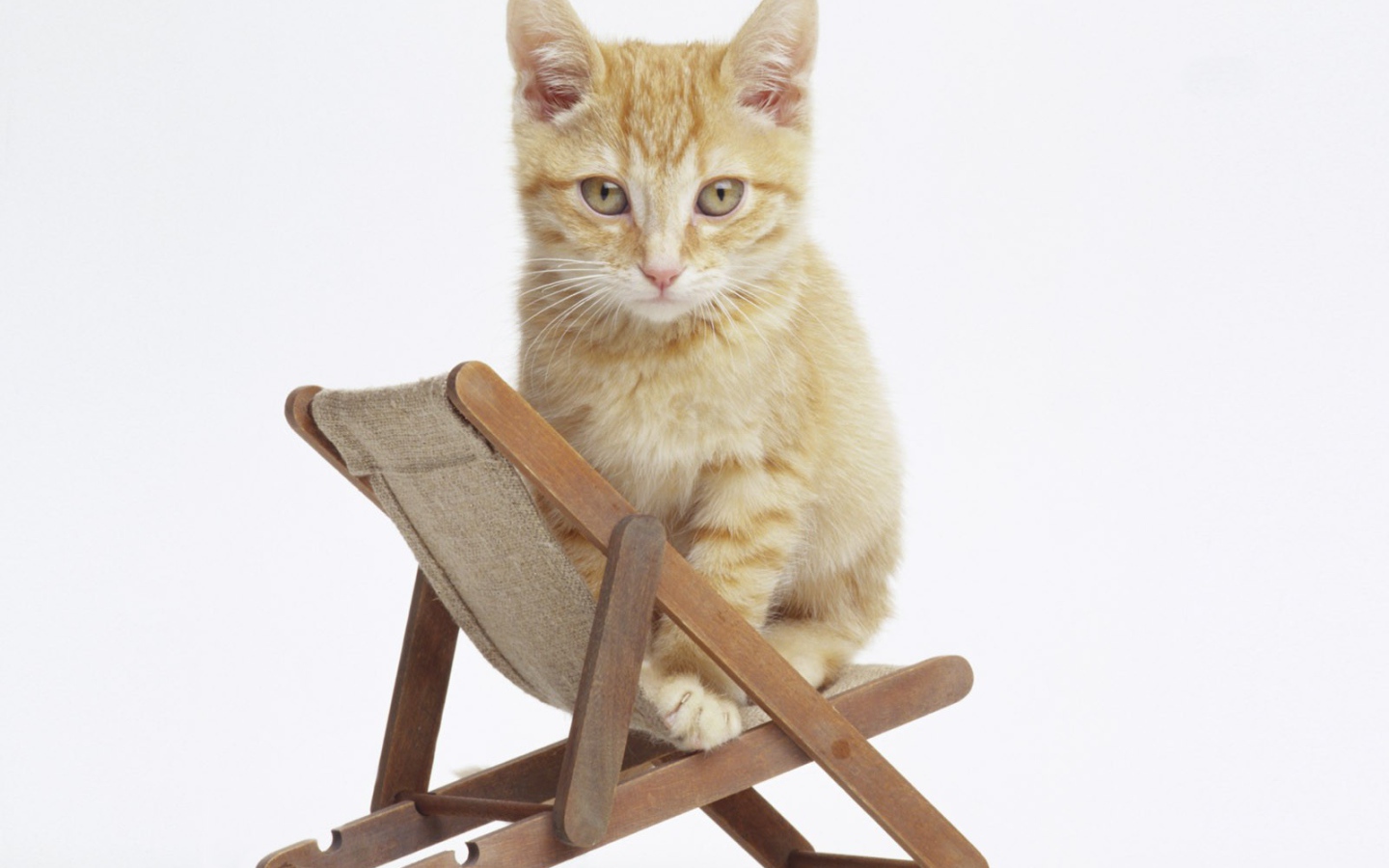 Котенок на стуле