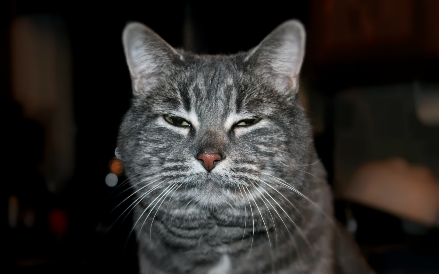 Сонный котик