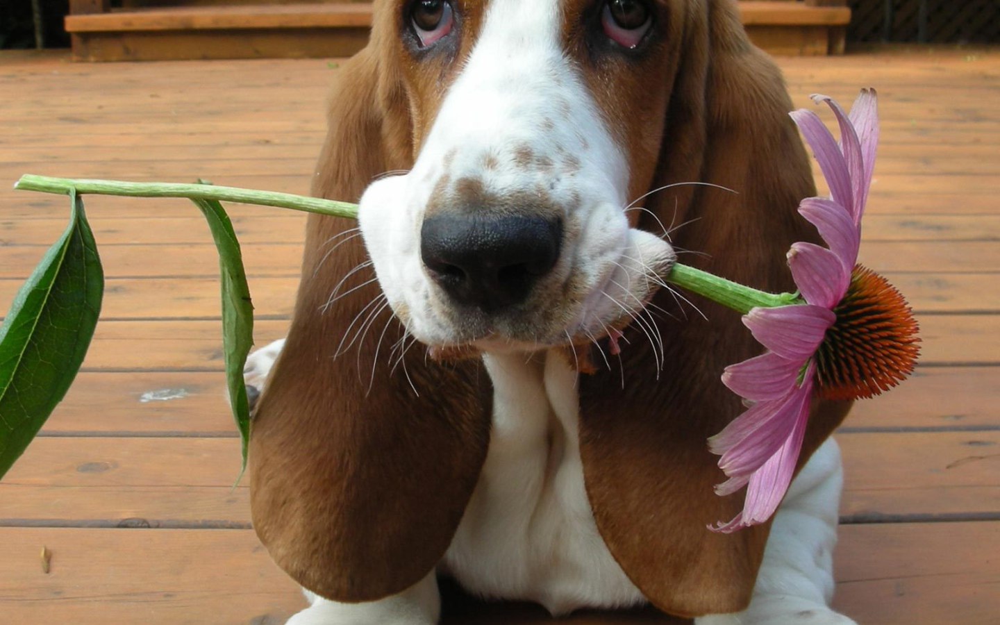 Бассет-хаунд дарит цветок