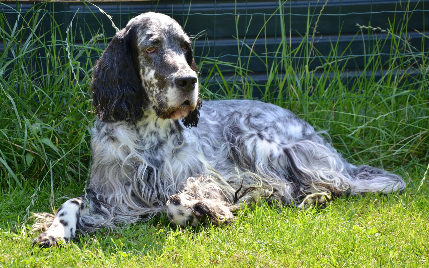 Взрослый английский сеттер