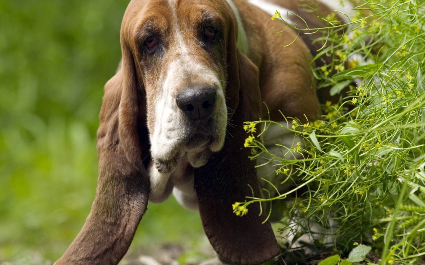 Взрослый бассет-хаунд выглядывает из-за куста