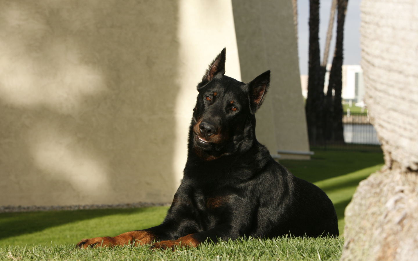 Взрослый красивый босерон лежит на газоне