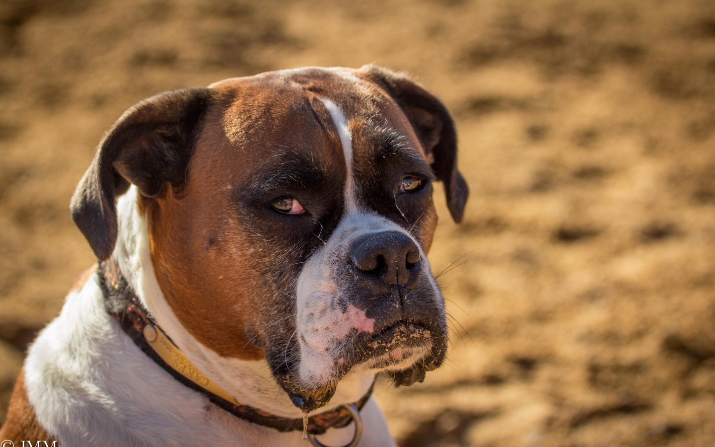 Взрослый боксёр с грустным взглядом