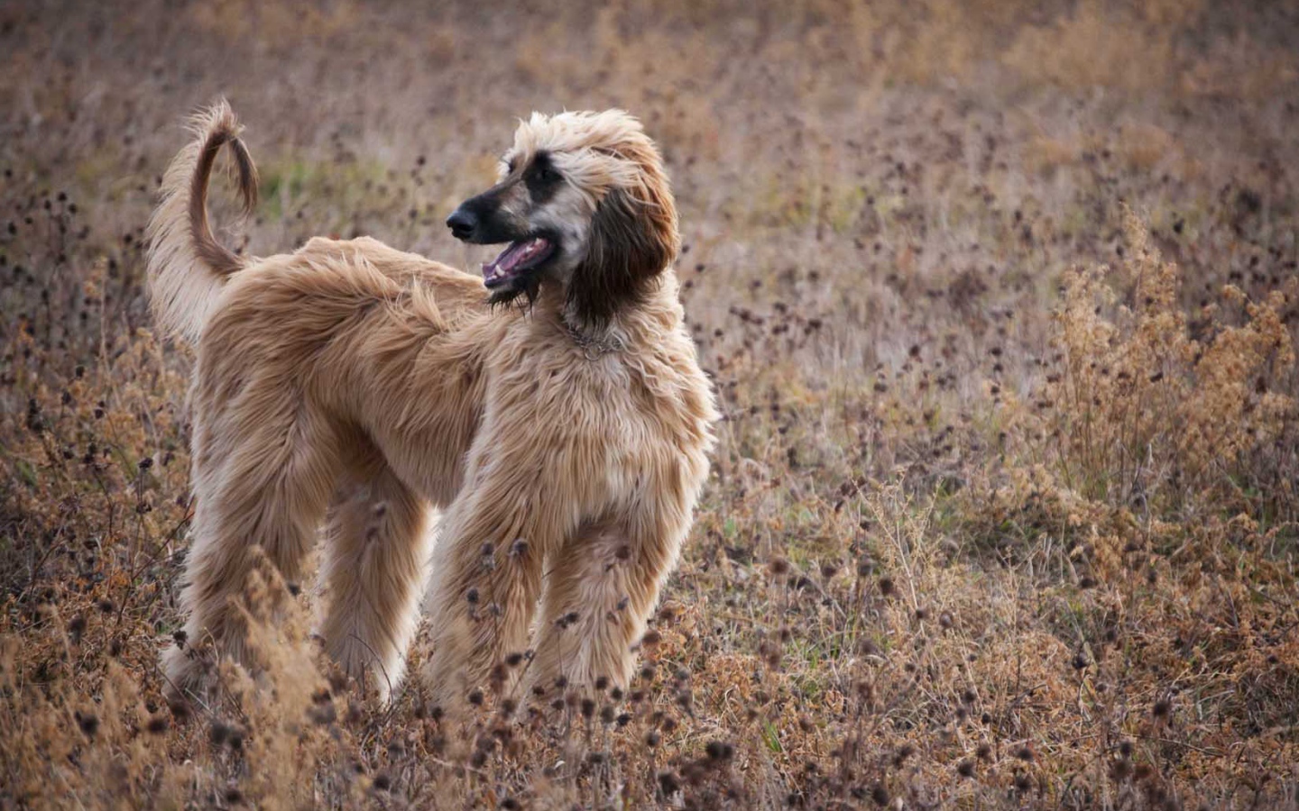 Афганская борзая в засохшей траве