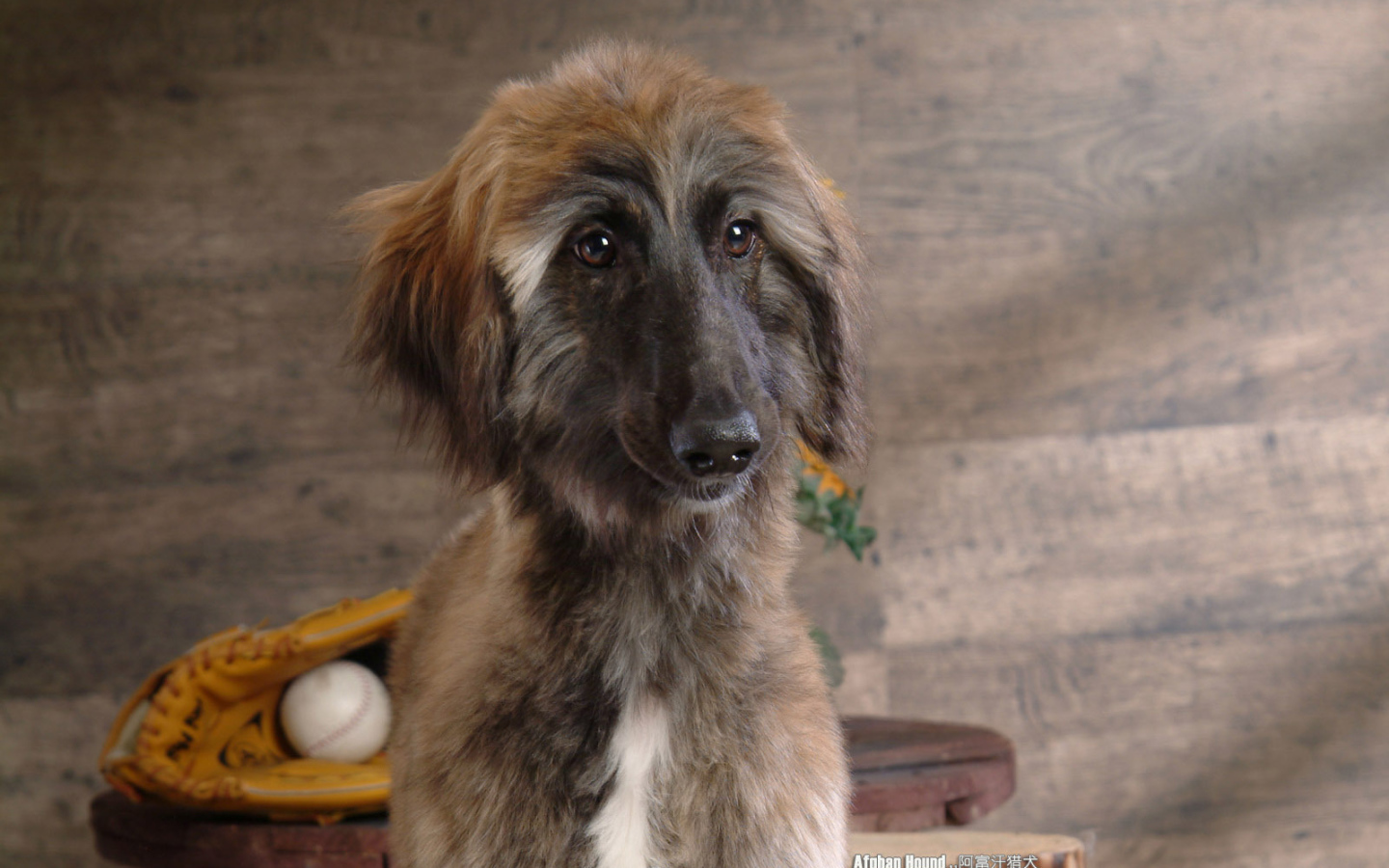 Афганская борзая с грустными глазами