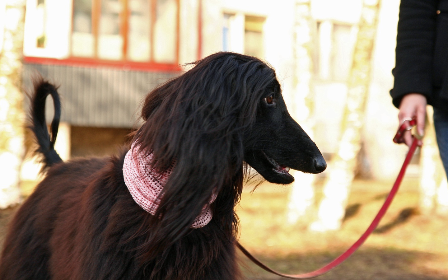 Афганская борзая на прогулке