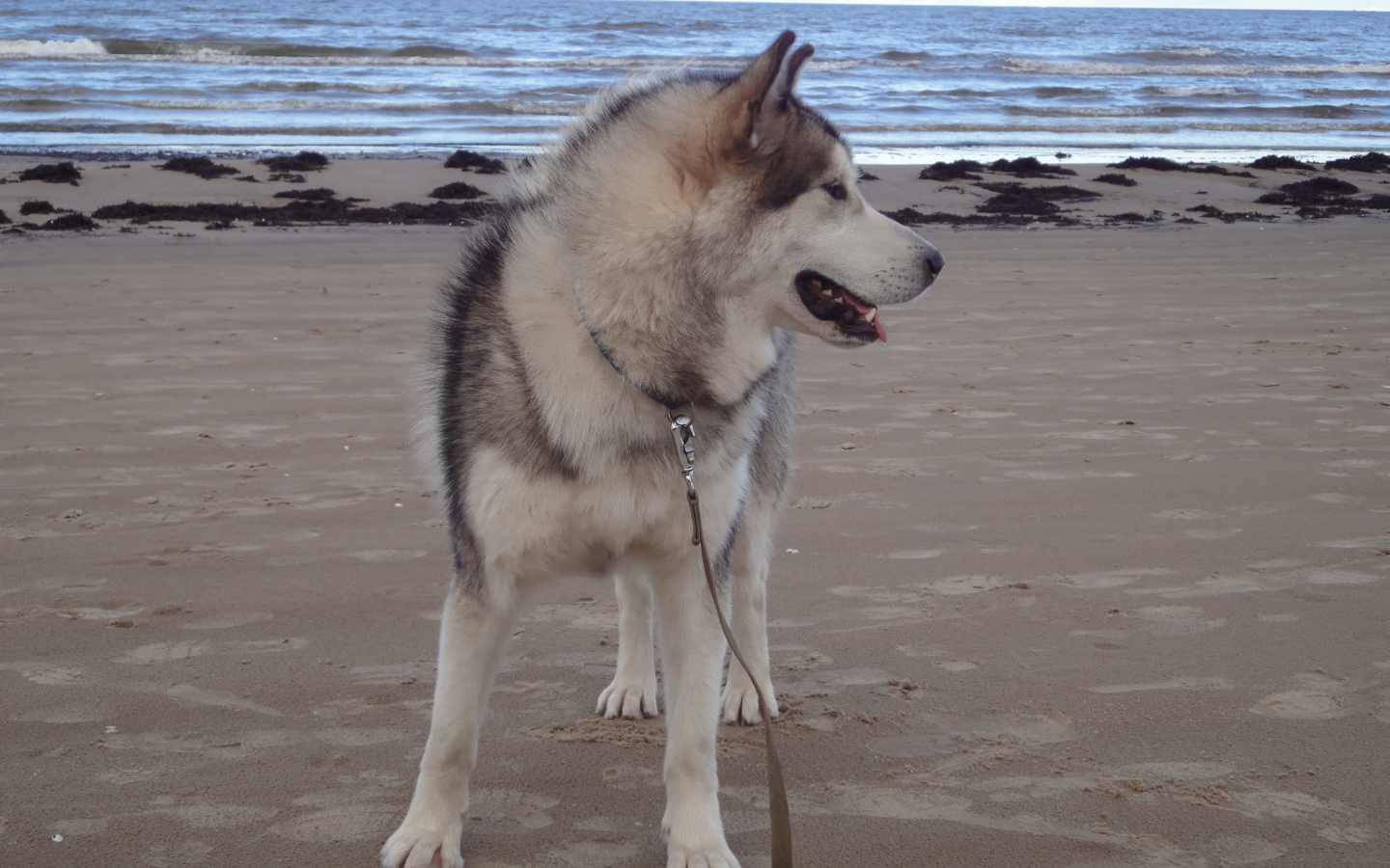 Аляскинский маламут на берегу моря