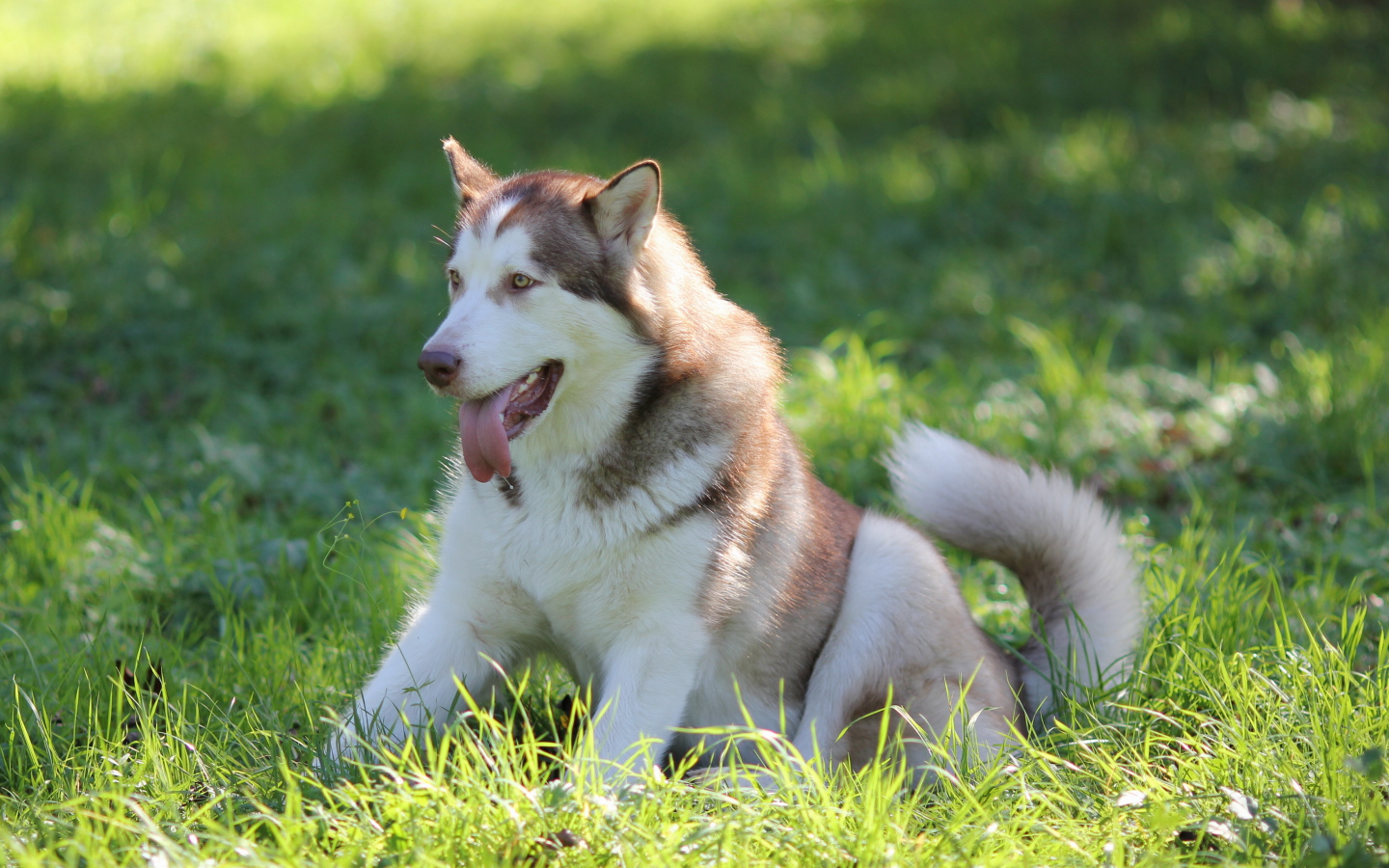 Аляскинский маламут в траве
