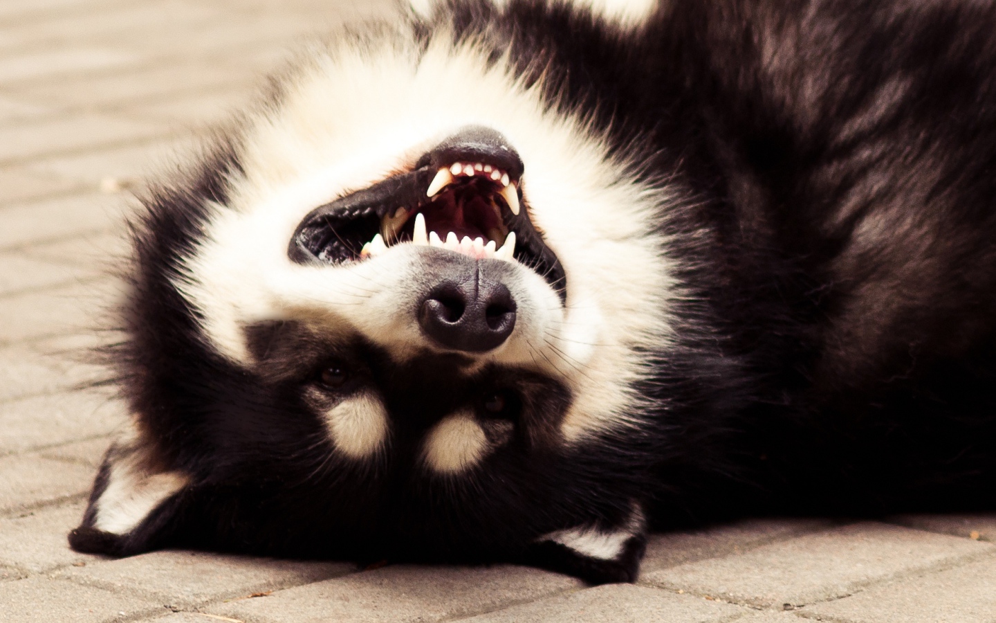 Аляскинский маламут улыбается