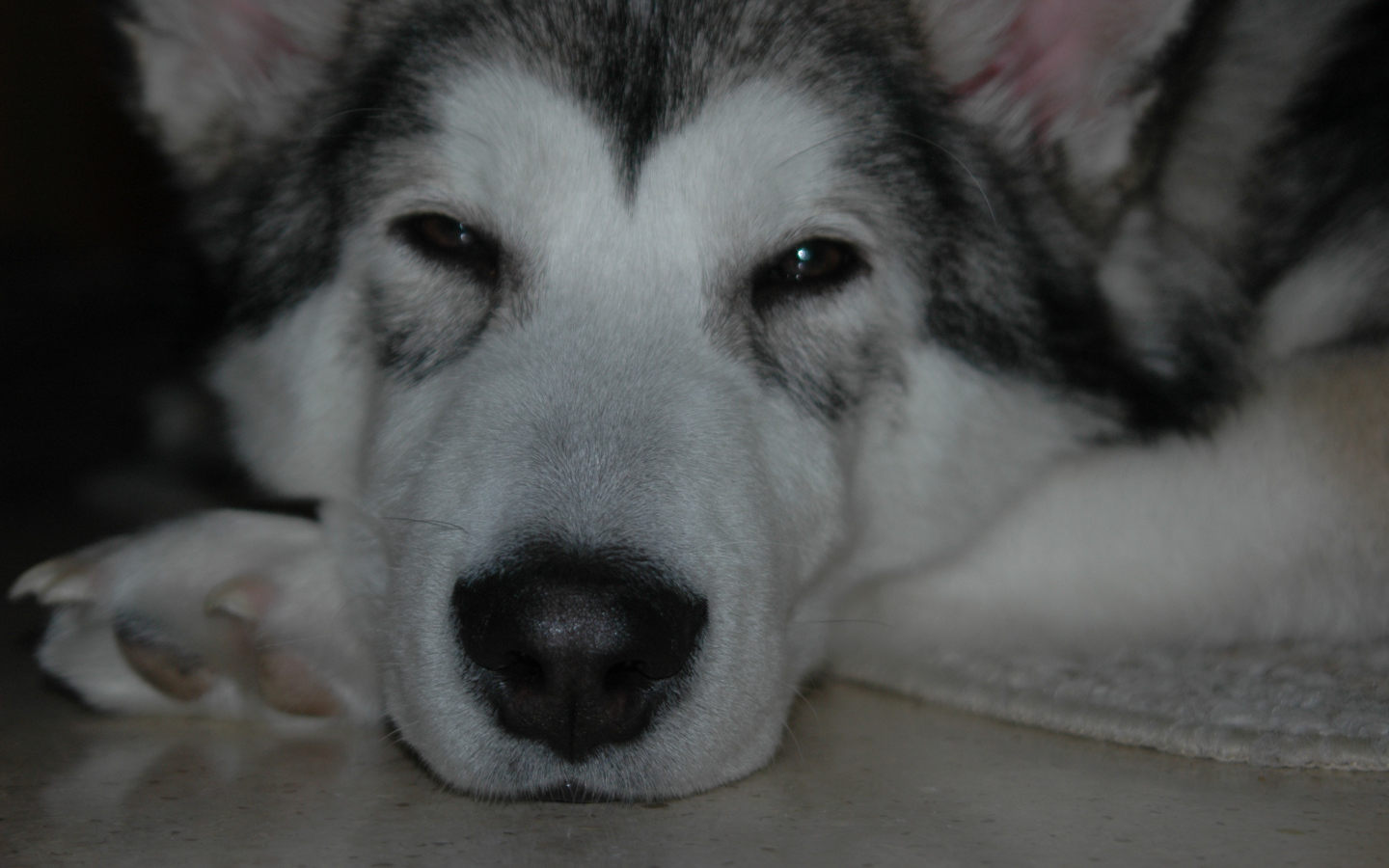 Аляскинский маламут хочет спать