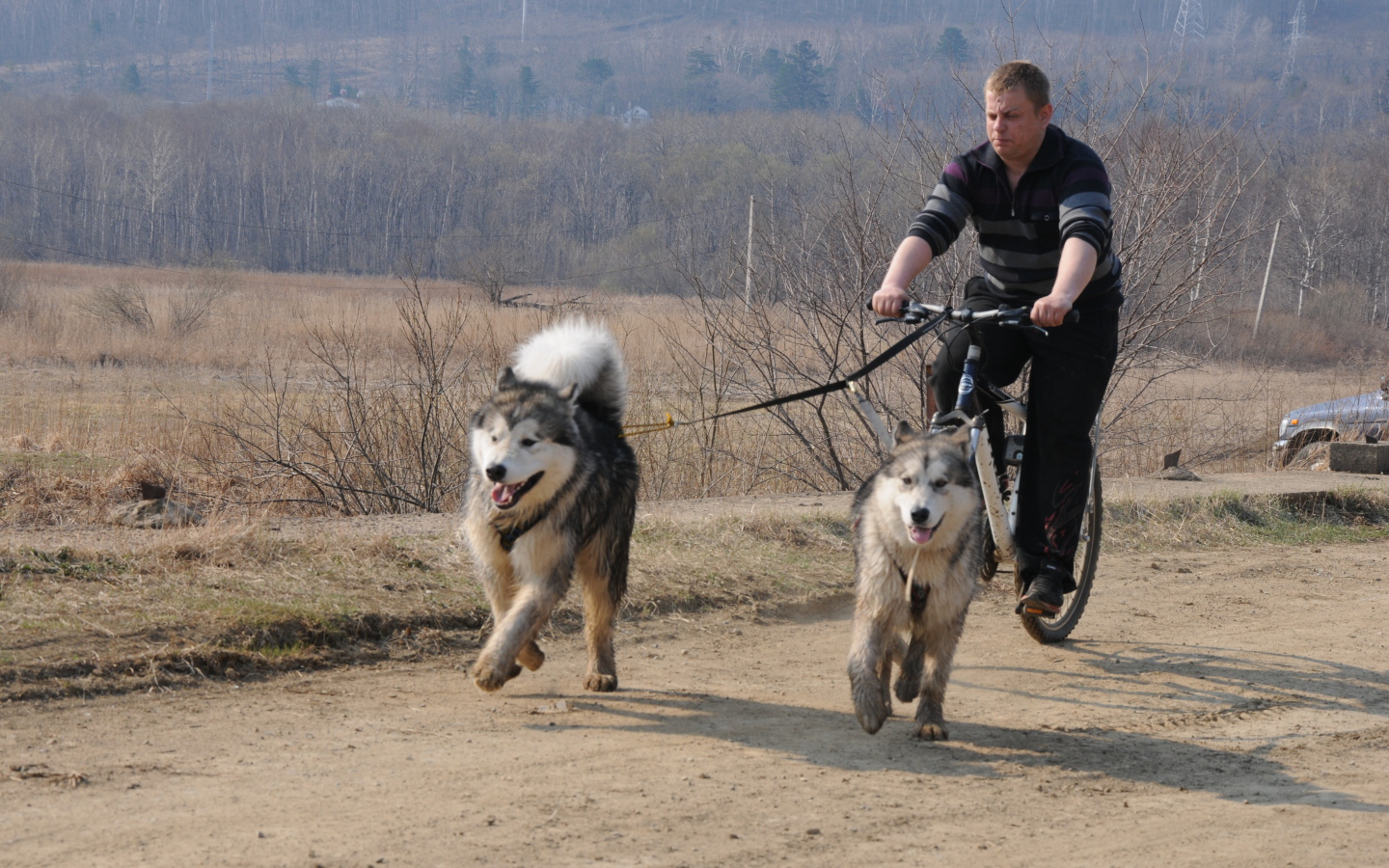 Аляскинские маламуты в летнем варианте упряжки