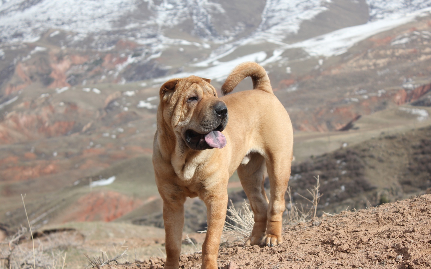 Удивительный Шарпей в горах