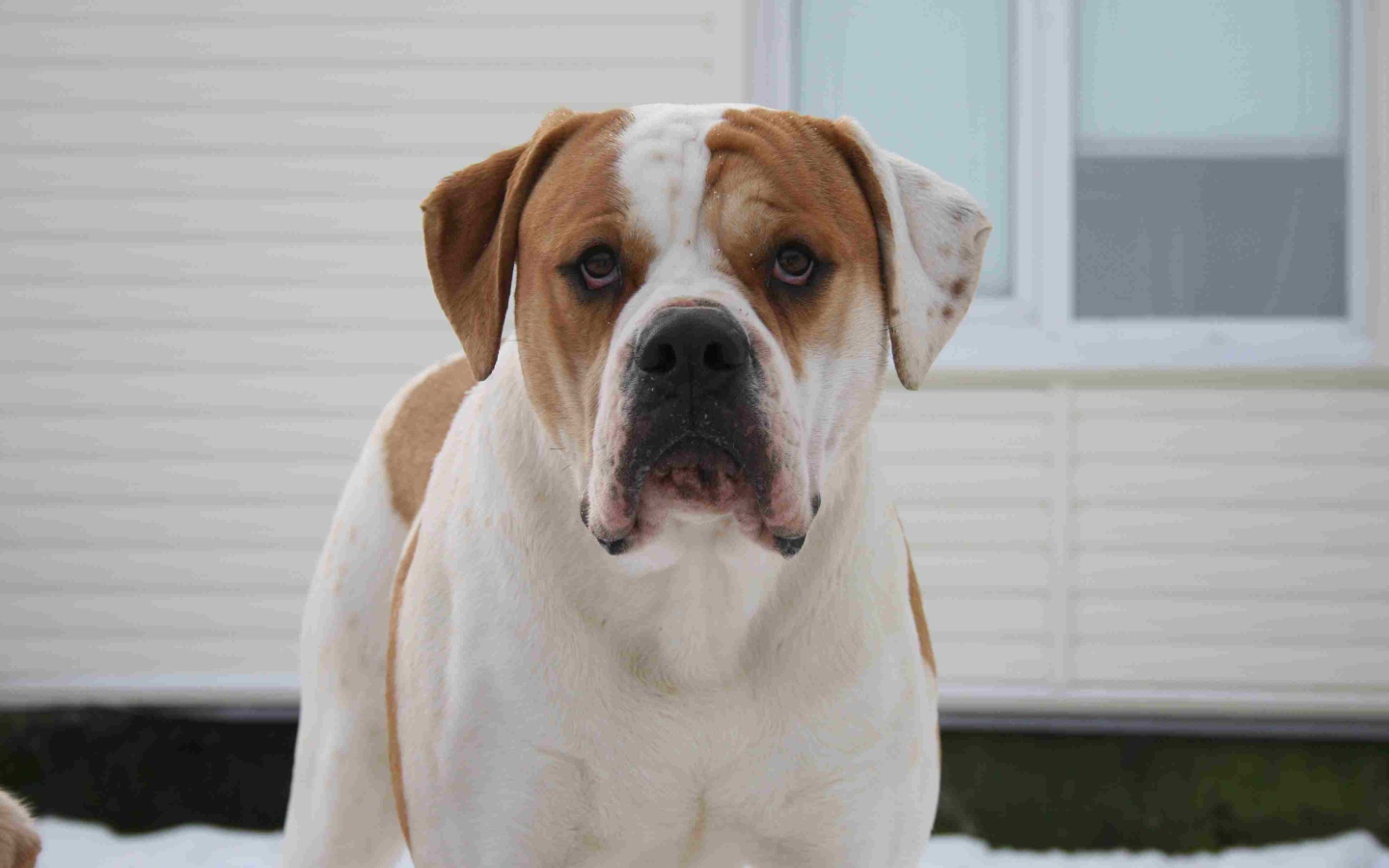 Американский бульдог возле дома зимой