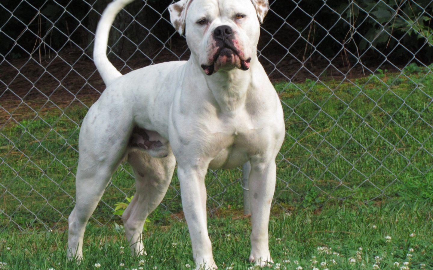 Американский бульдог на лужайке