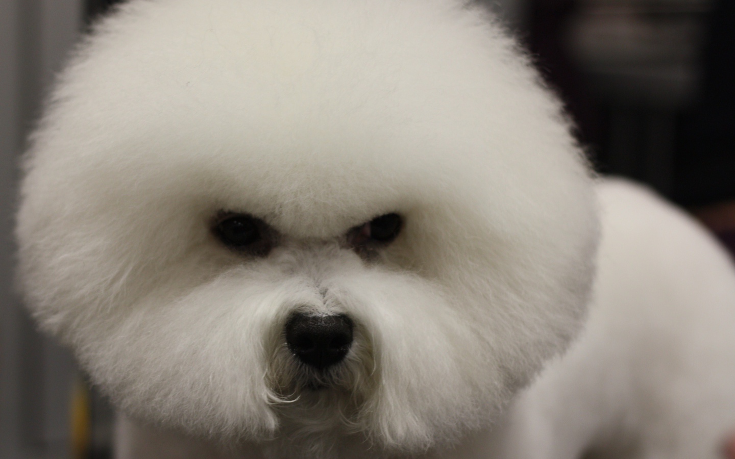 Злая собака породы бишон-фриз