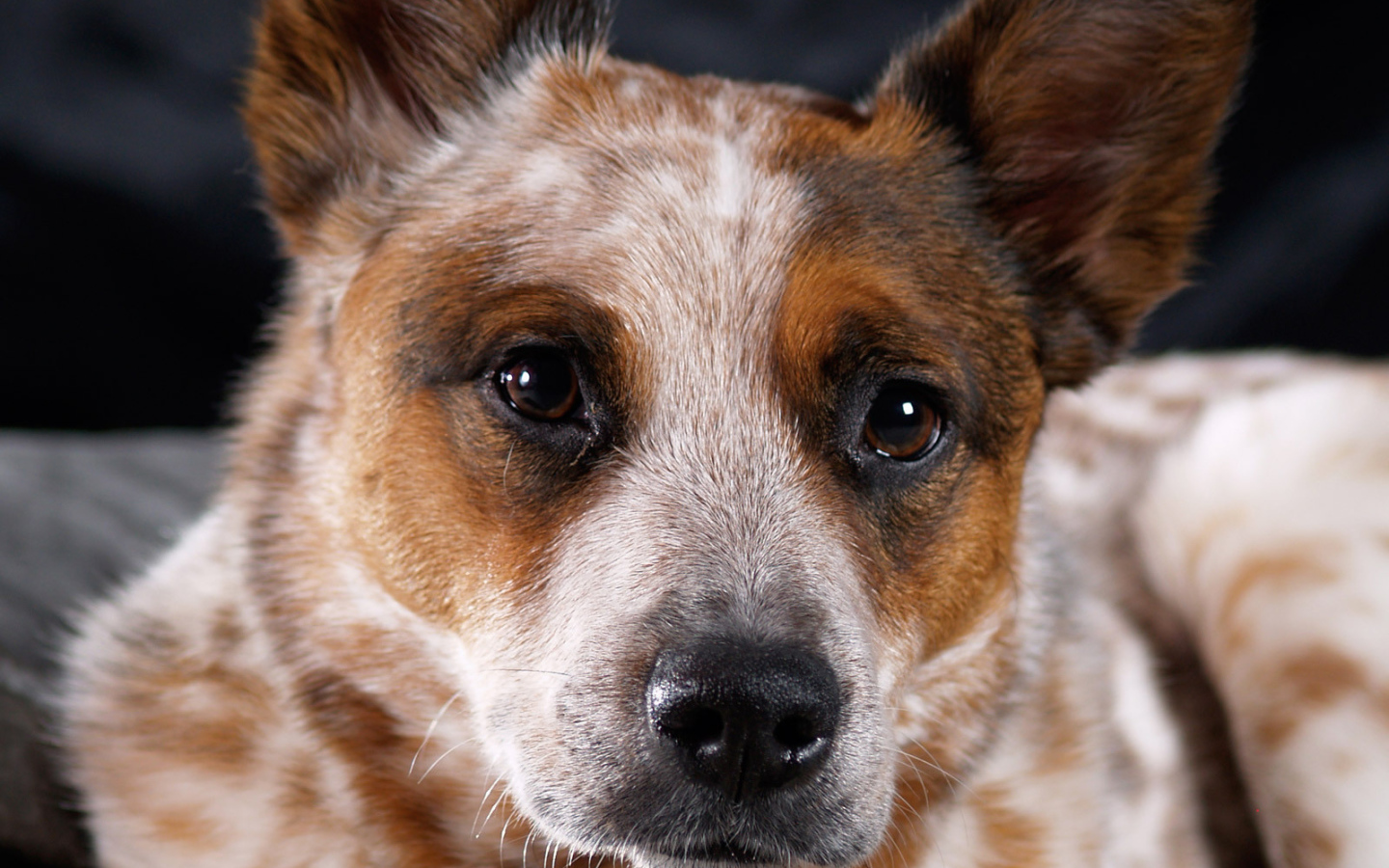 Австралийская пастушья собака крупным планом