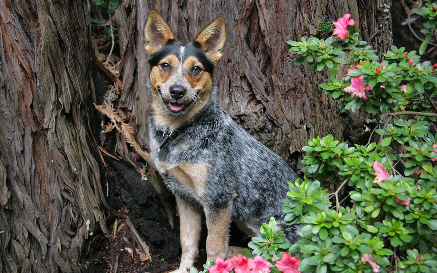 Австралийская пастушья собака возле дерева