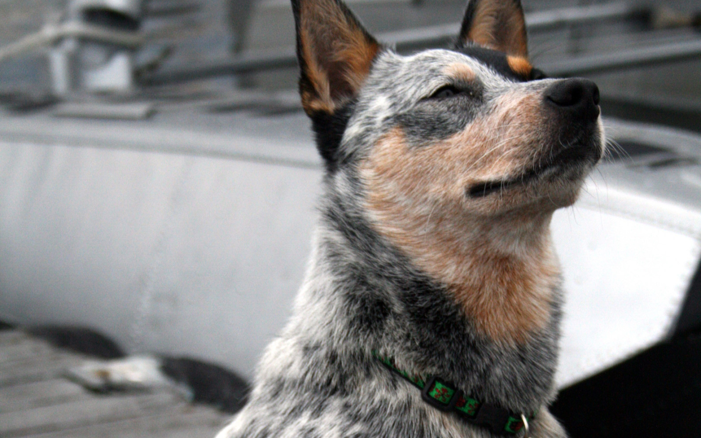 Австралийская пастушья собака щурится