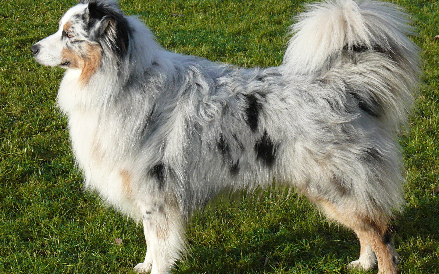 Австралийская овчарка на траве