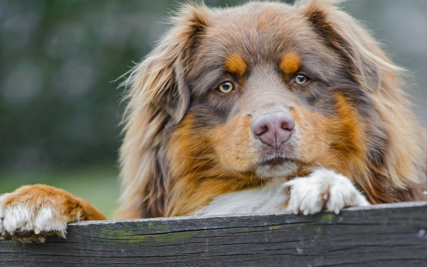 Австралийская овчарка охраняет территорию