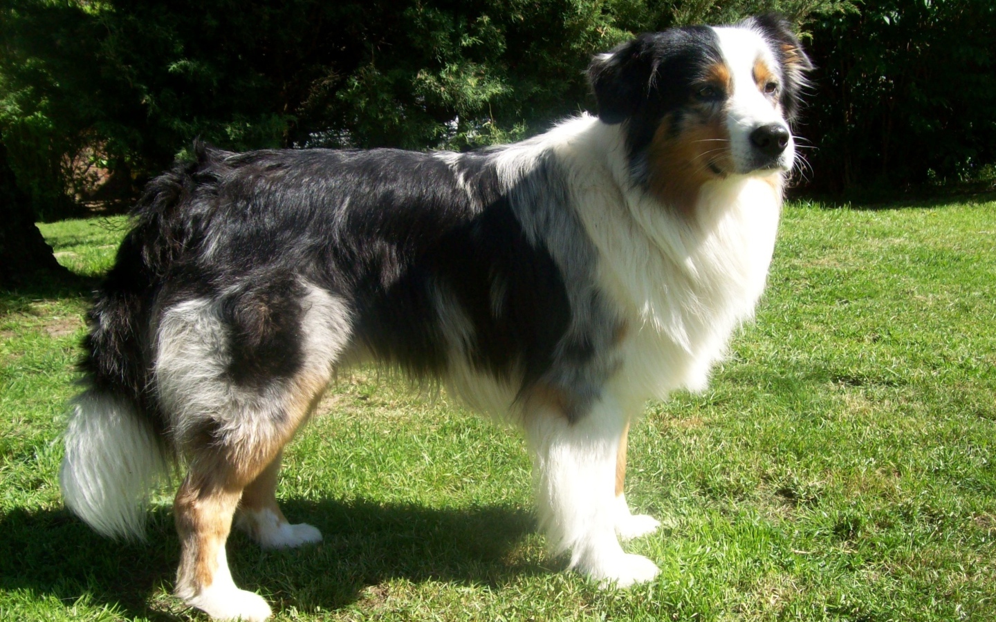 Австралийская овчарка засмотрелась