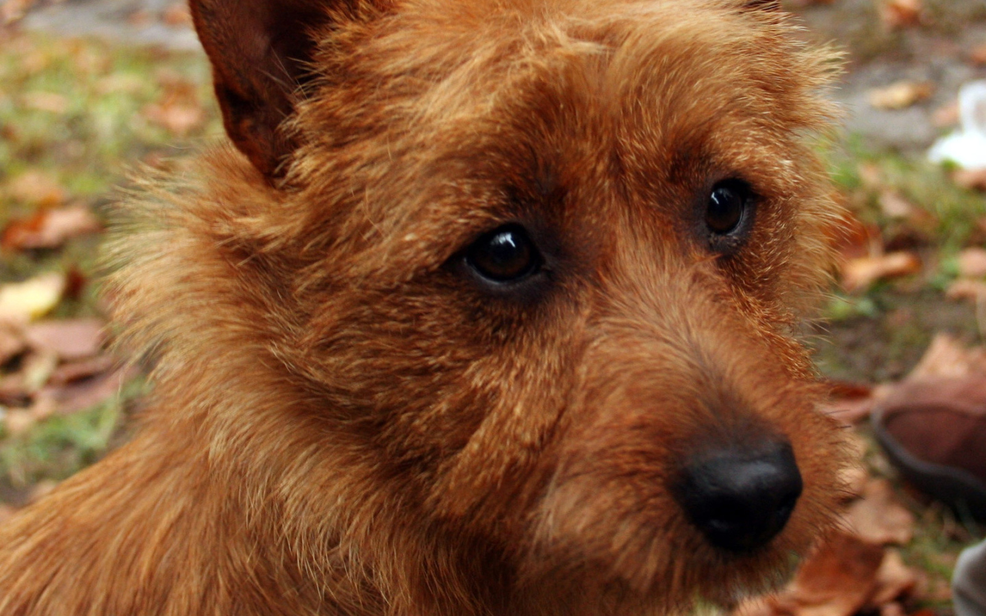 Австралийский терьер крупным планом