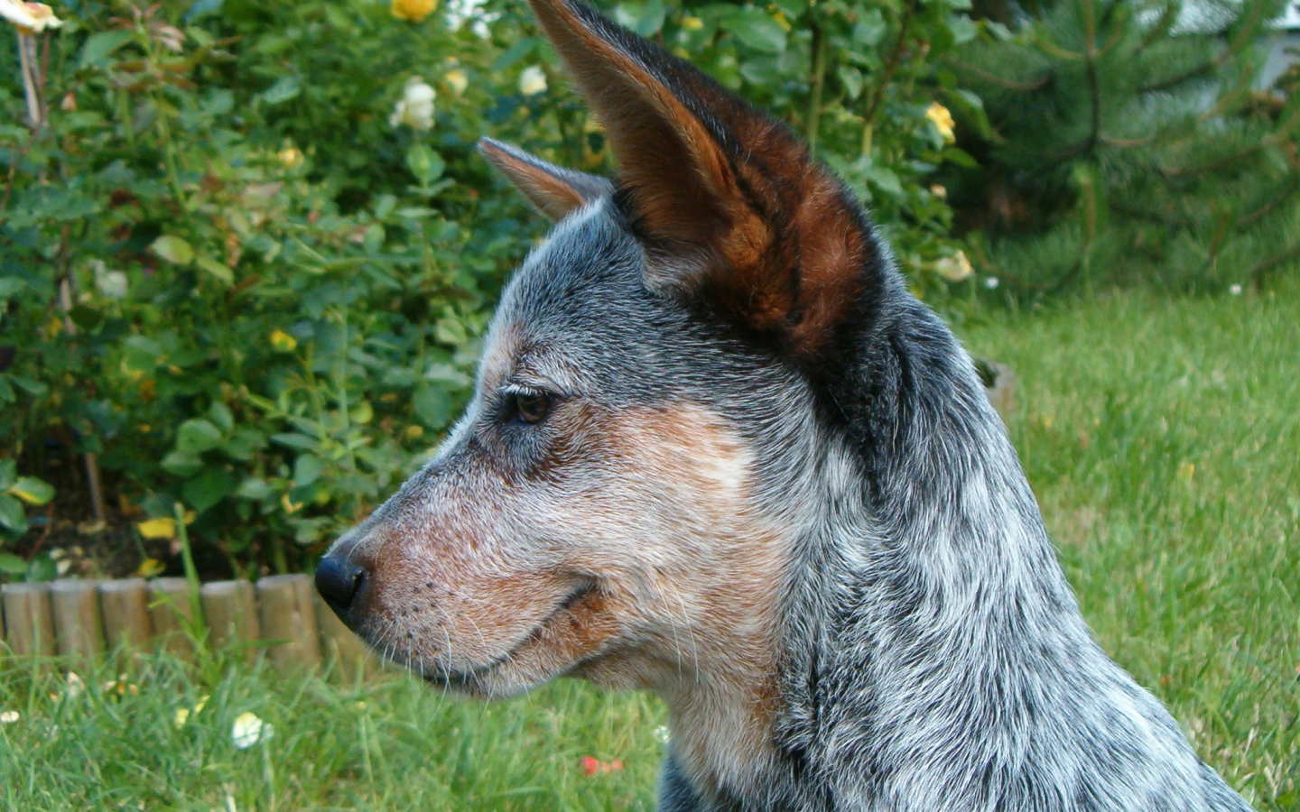 Щенок австралийской пастушьей собаки задумался