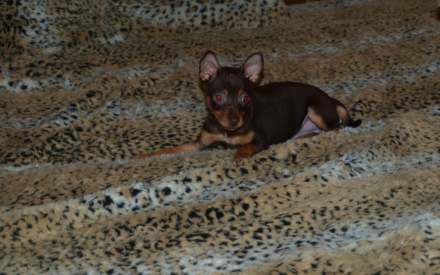 Младенец Карликовый пинчер на кровати