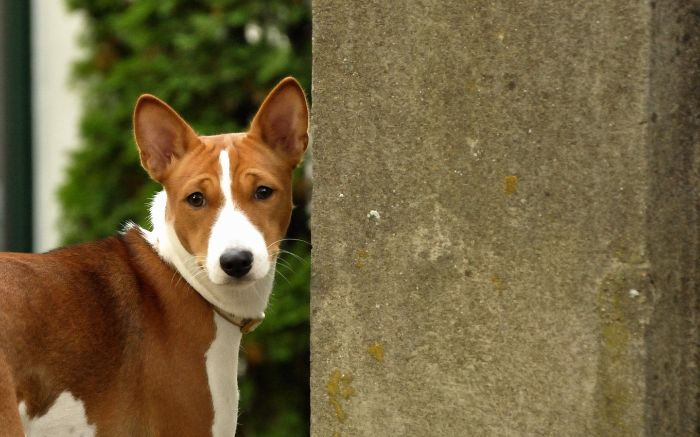 Собака породы басенджи возле бетонной стены