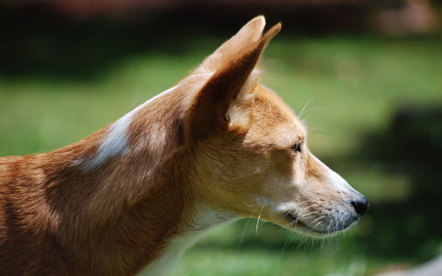 Собака породы басенджи позирует на улице