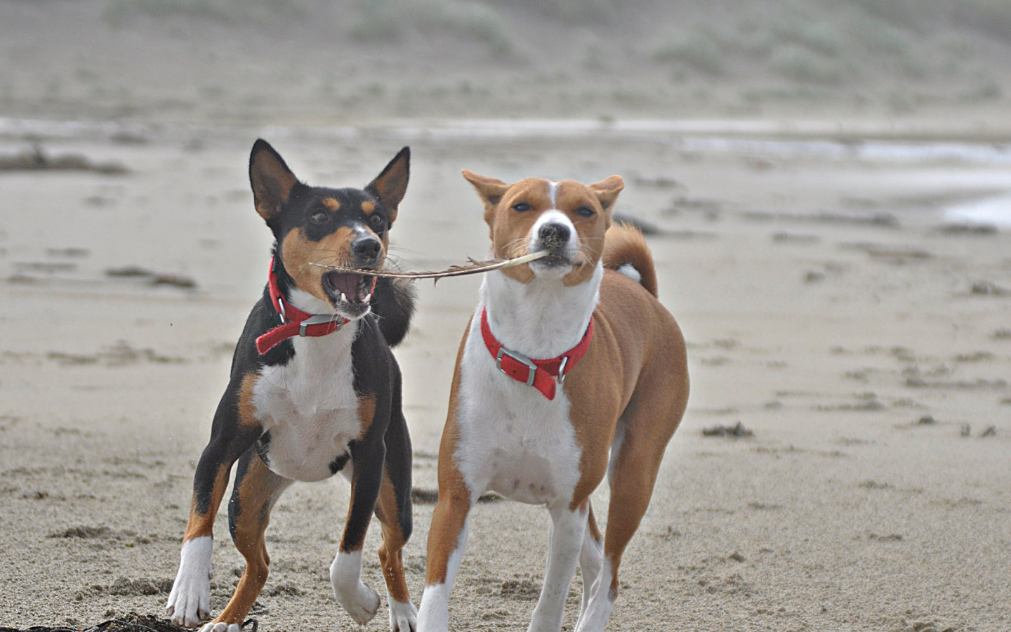 Собаки породы басенджи играют на песке