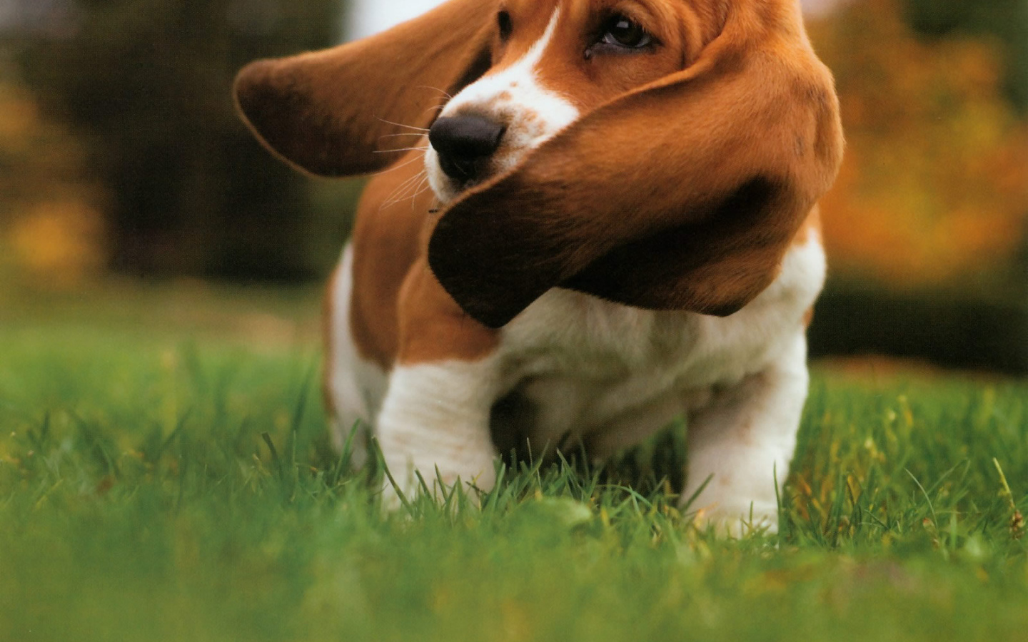 Бассет-хаунд размахивает ушами