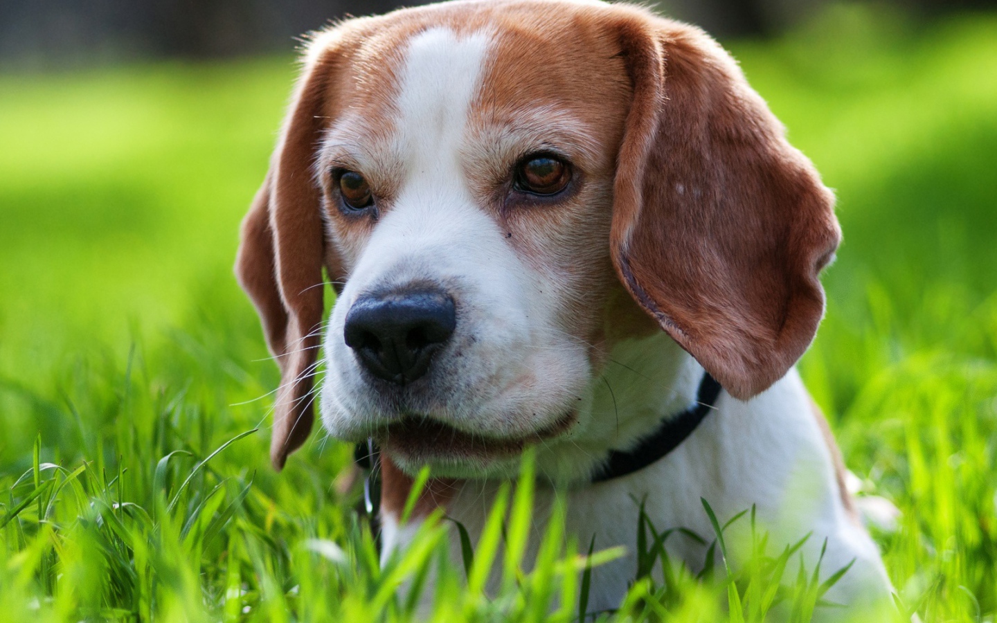 Милая собака породы бигль спряталась в траве