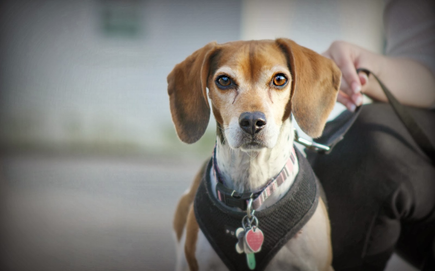 Beagle dog on a leash