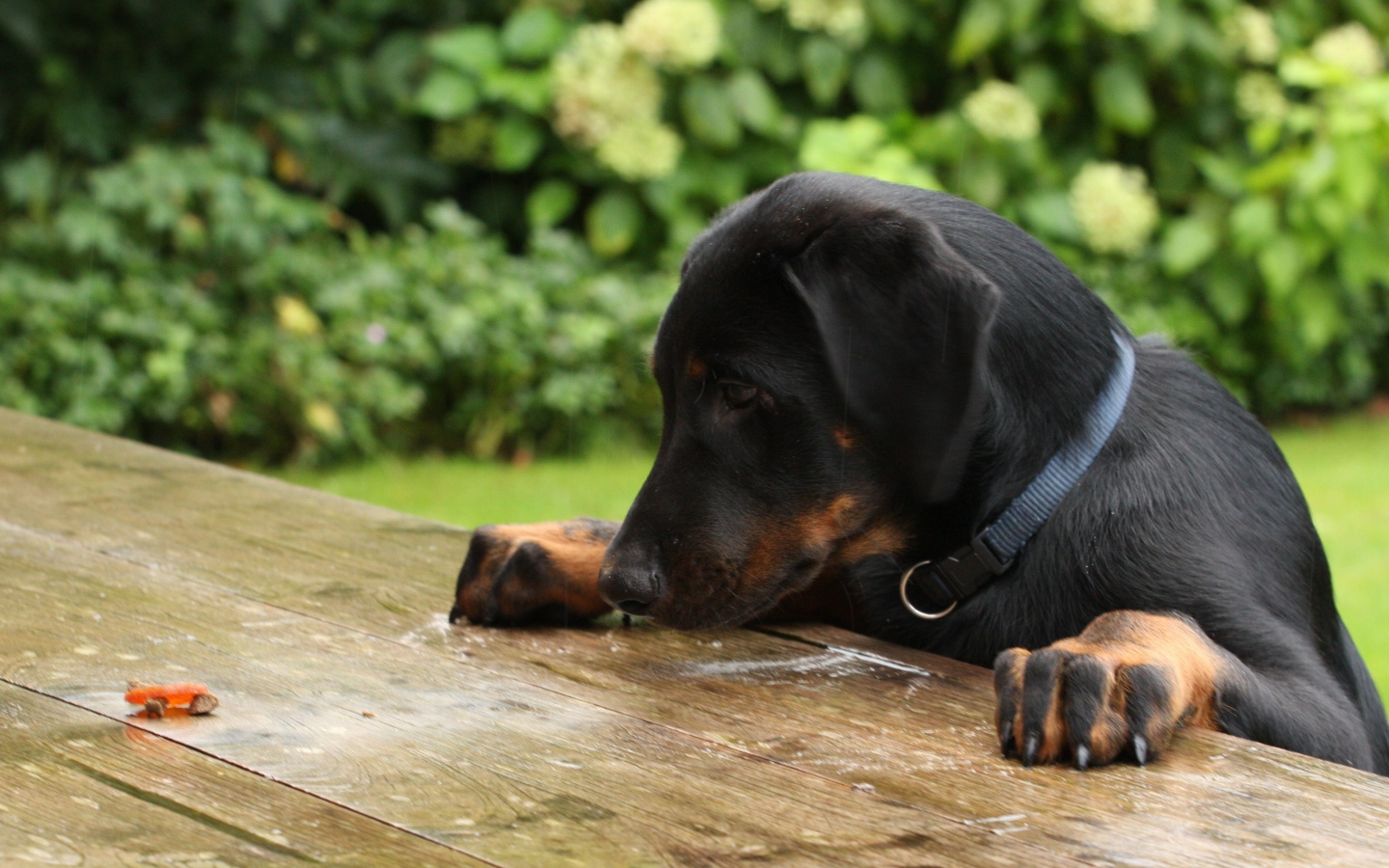 Щенок босерона что-то нашёл на столе
