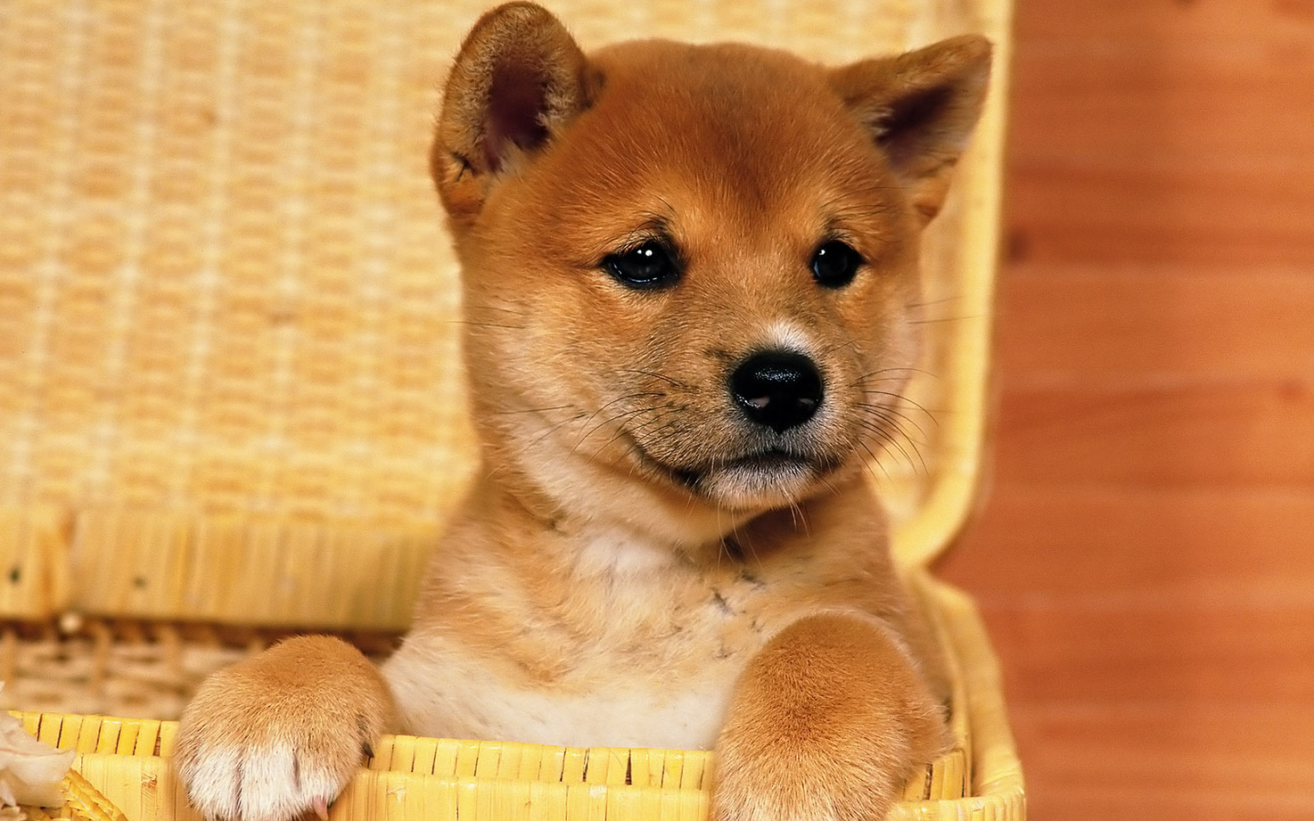 Красивый щенок акита-ину в корзине