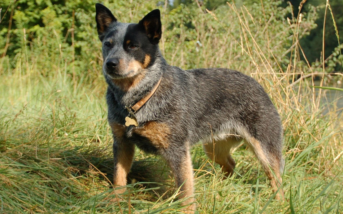 Красивая австралийская пастушья собака