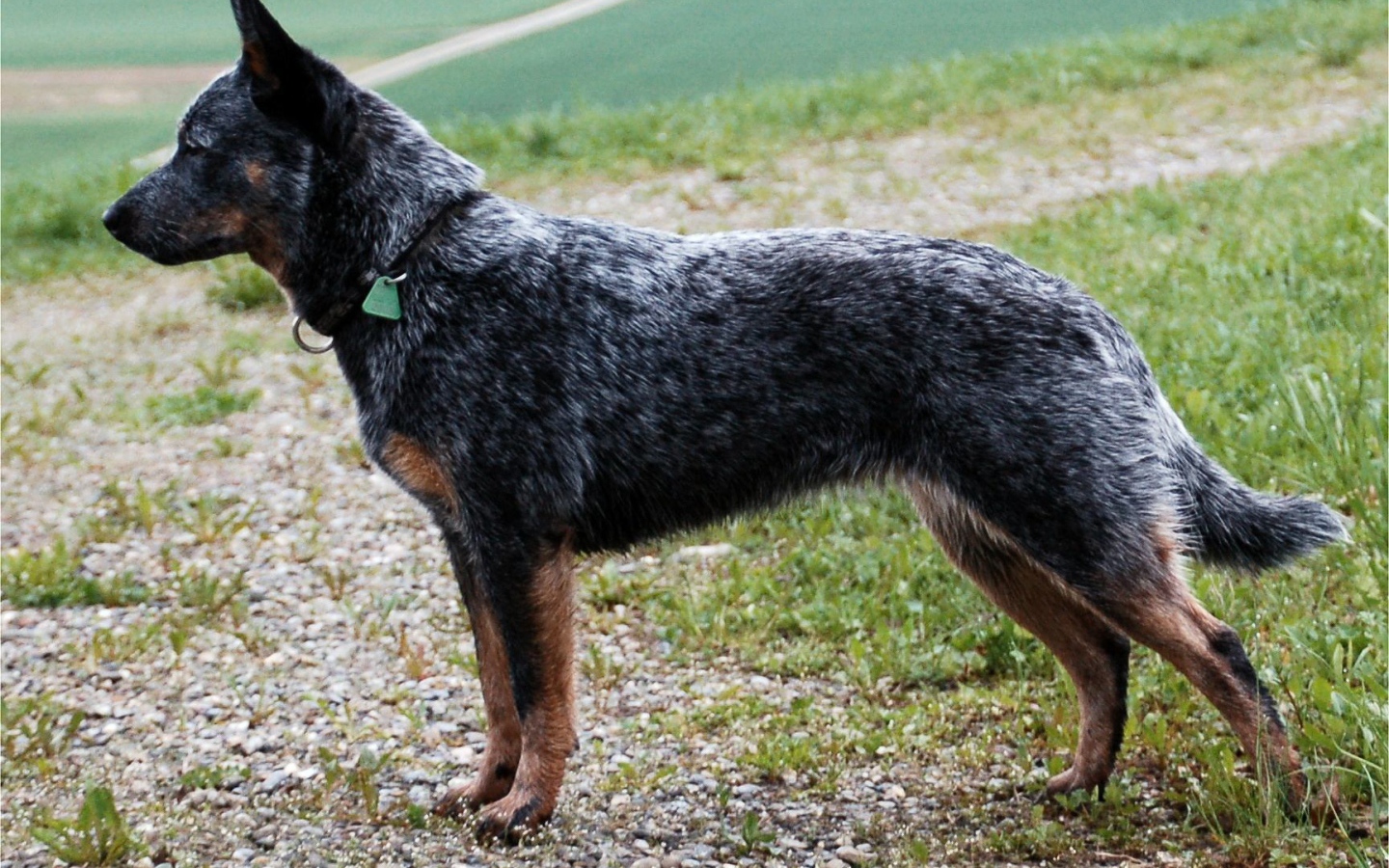 Красивая австралийская пастушья собака в стойке