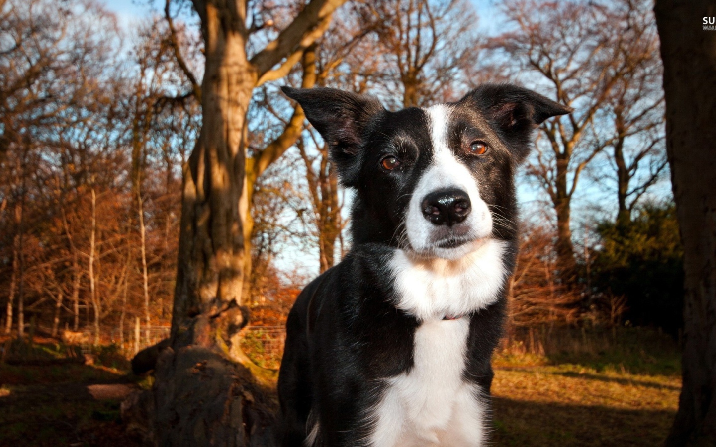 Красивая бордер-колли гуляет в лесу