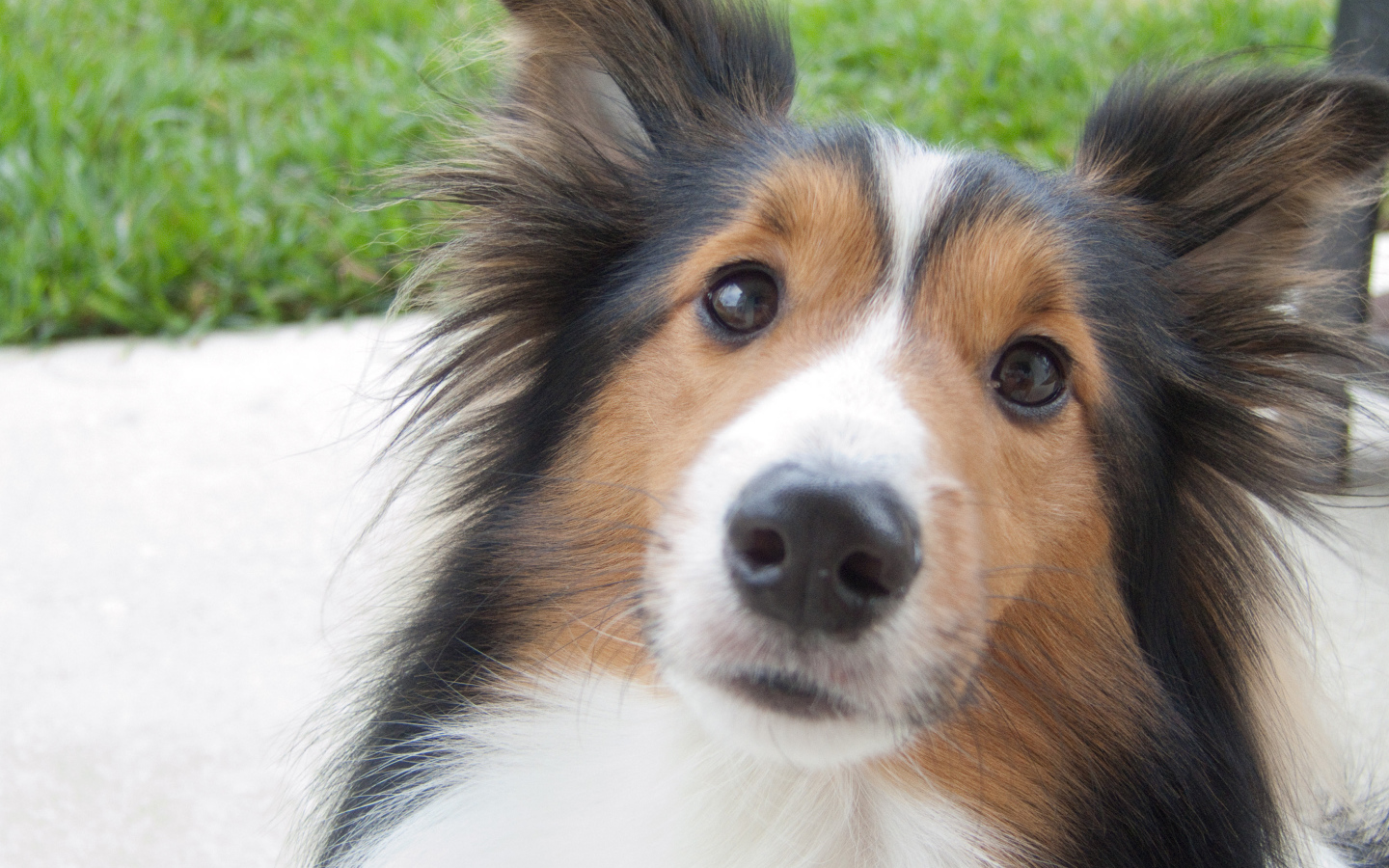 Красивая собака породы шелти