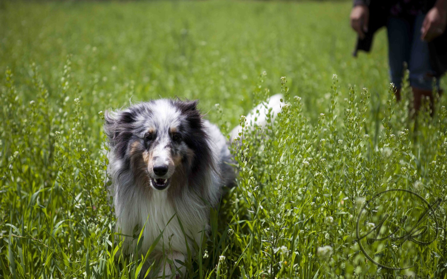 Красивая собака породы шелти в высокой траве
