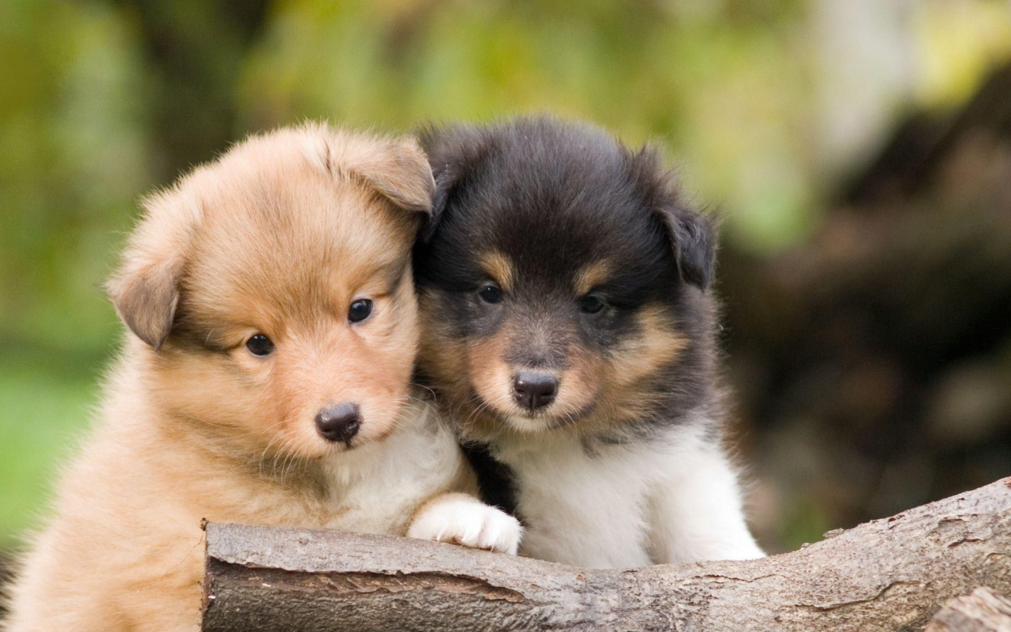 Красивые щенки породы шелти