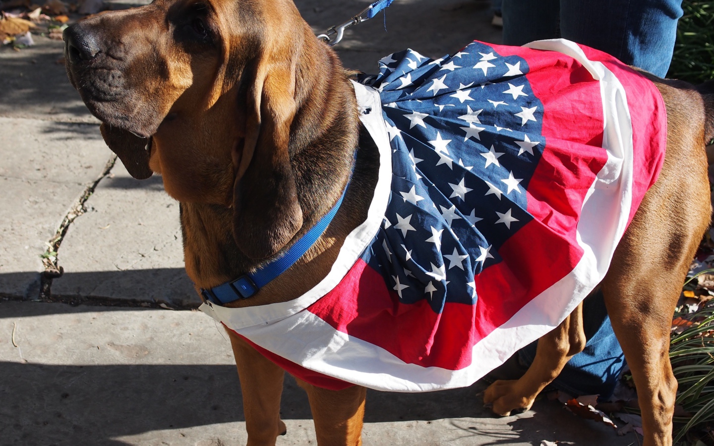 Красивый бладхаунд с хозяином