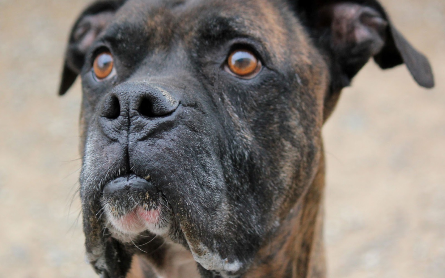 Красивый боксёр кого-то увидел