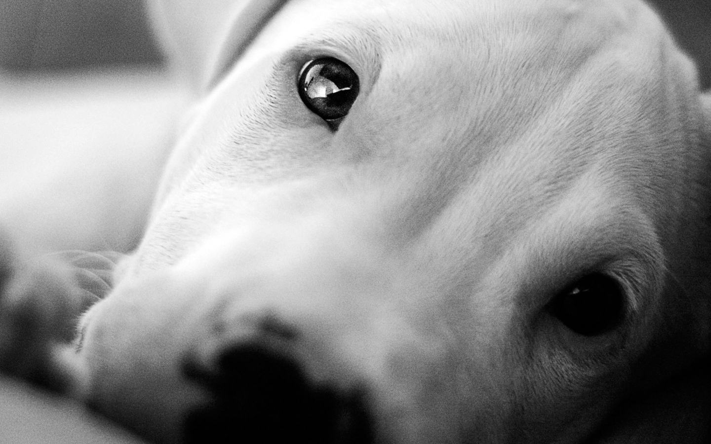 Красивые глаза аргентинского дога