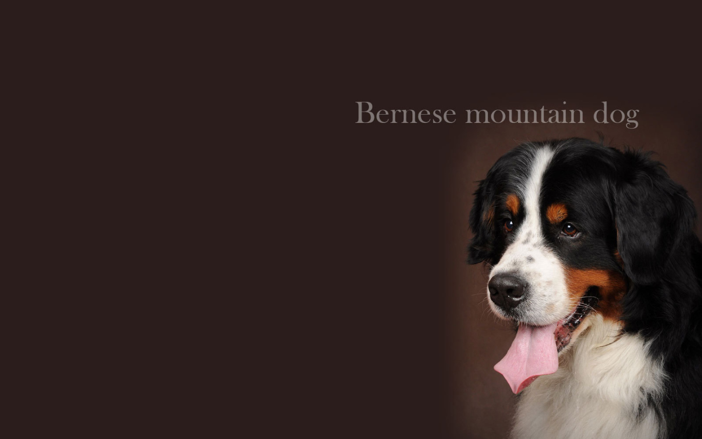 Бернская пастушья собака, красивая картинка