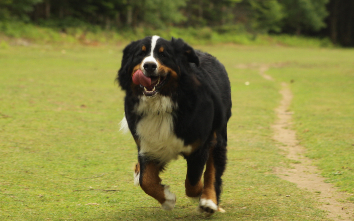 Бернская пастушья собака спешит к хозяину