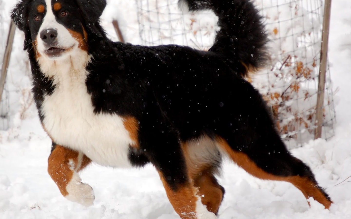 Бернская пастушья собака готовится бежать