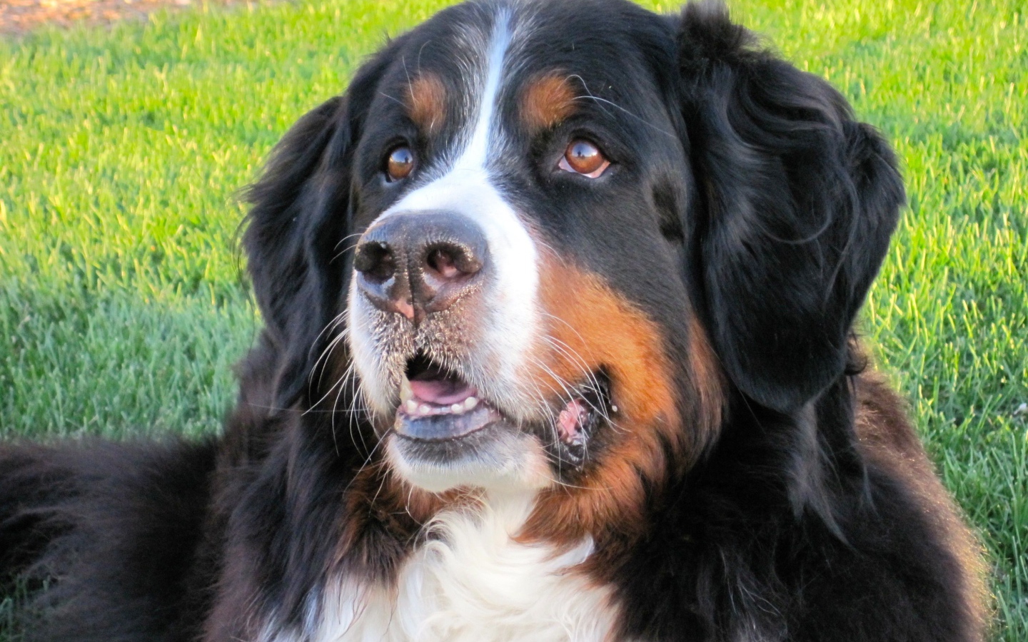 Бернская пастушья собака отдыхает на траве