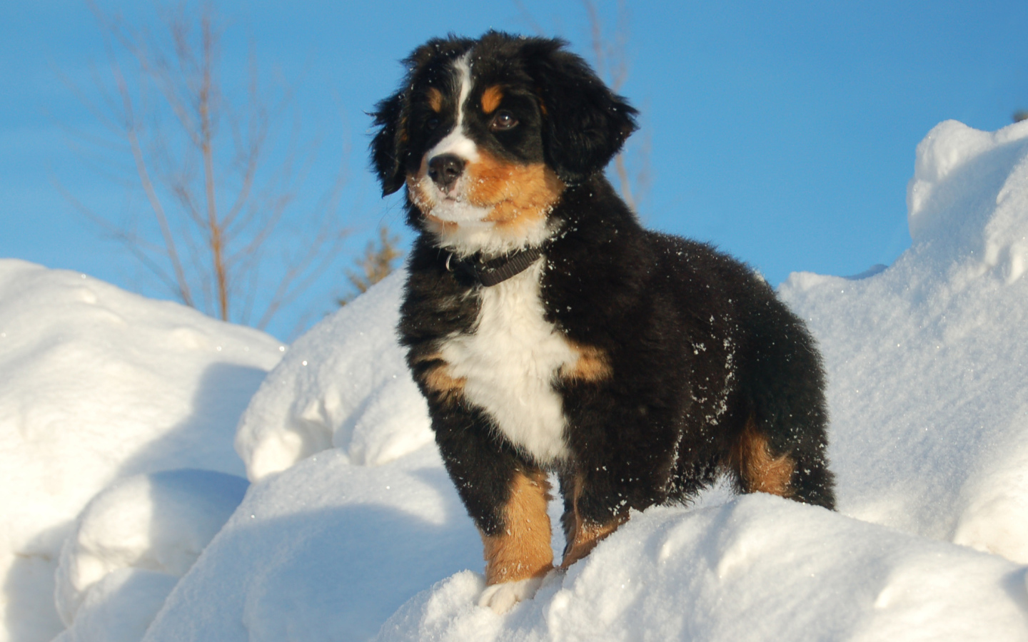 Щенок бернской пастушьей собаки смотрит вдаль